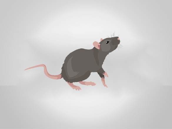 高楼为什么也会有老鼠?