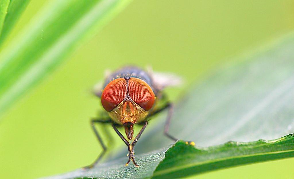 蟑螂的传播方式