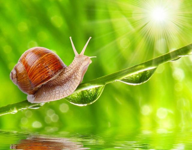 蜗牛精神