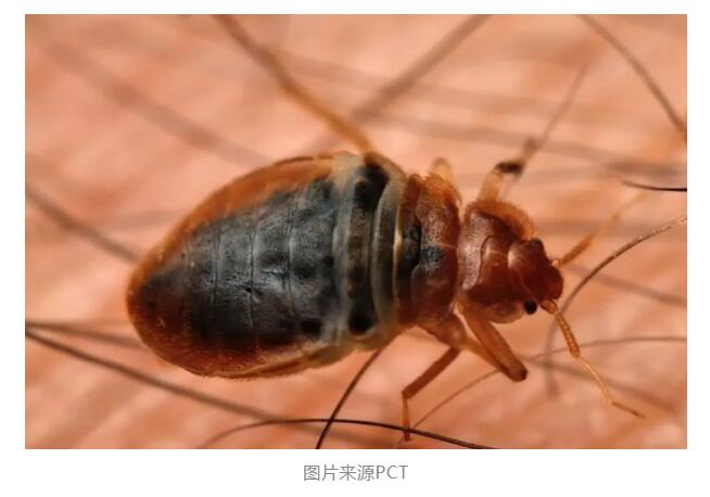 臭虫是臭的吗？