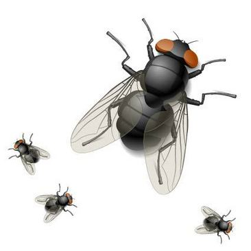 负责任的苍蝇妈妈喜欢把“宝宝”安顿在什么地方？